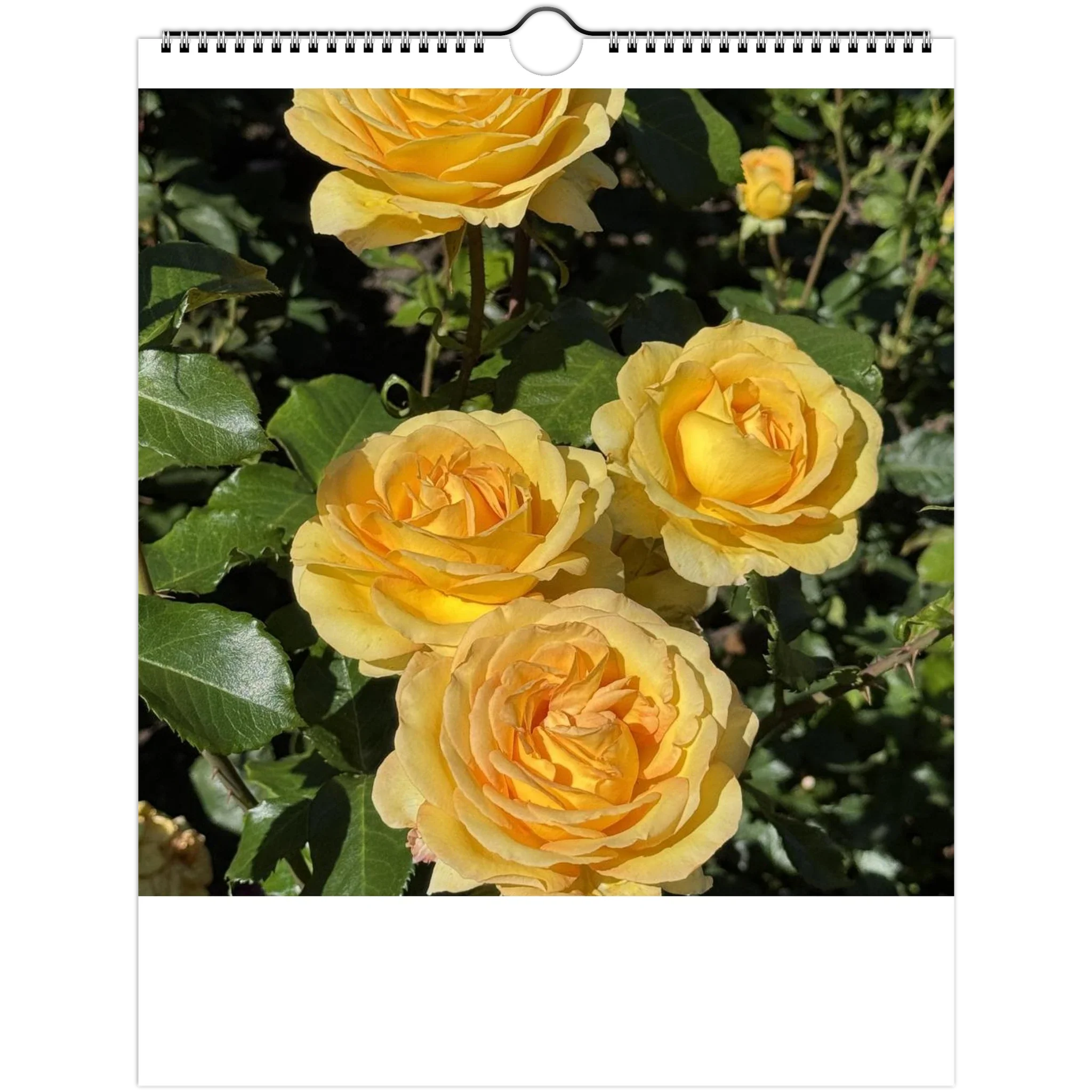 Calendars – SPECTRUM DIGITAL