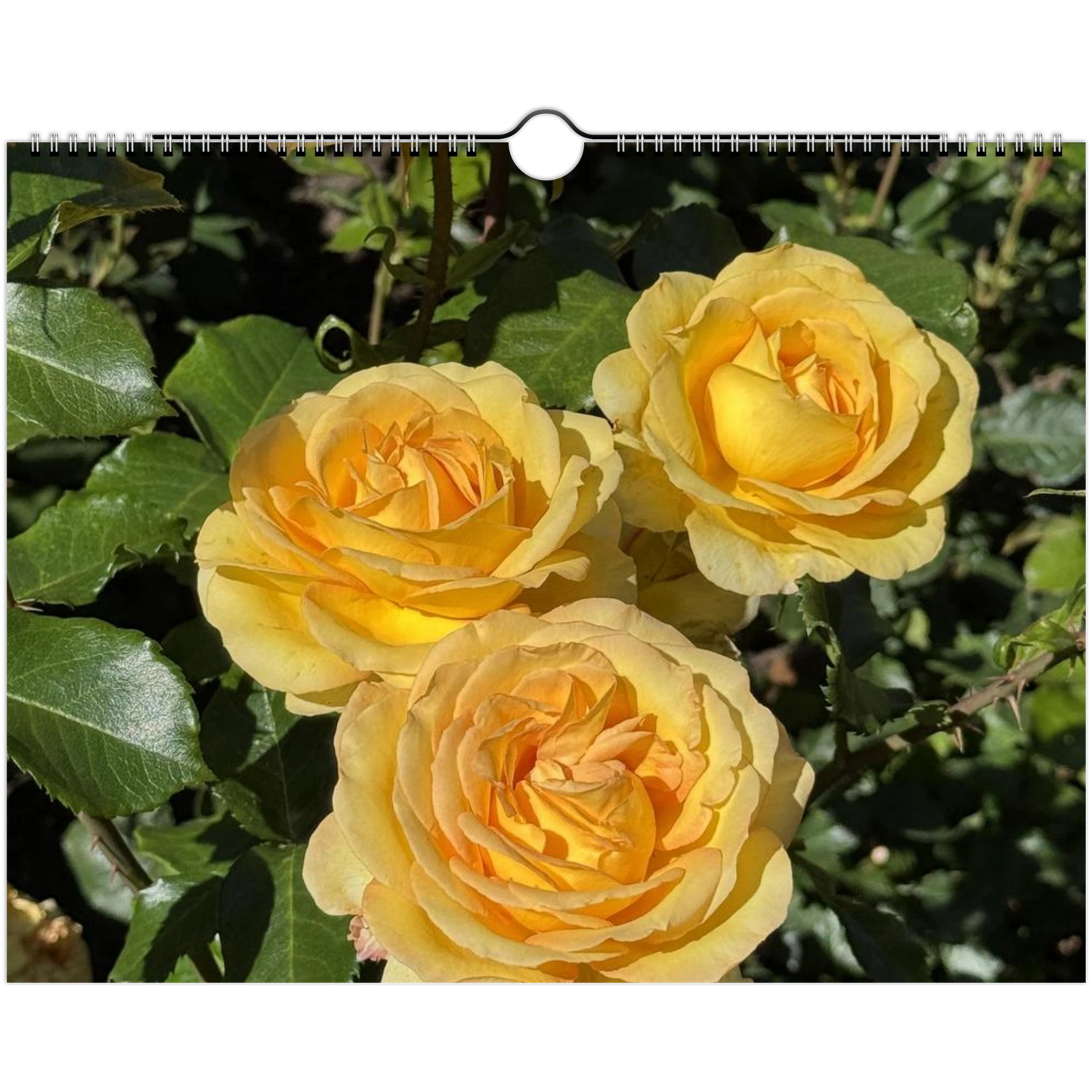 3e13c599-72a5-4f13-8946-d9296bde4c7d