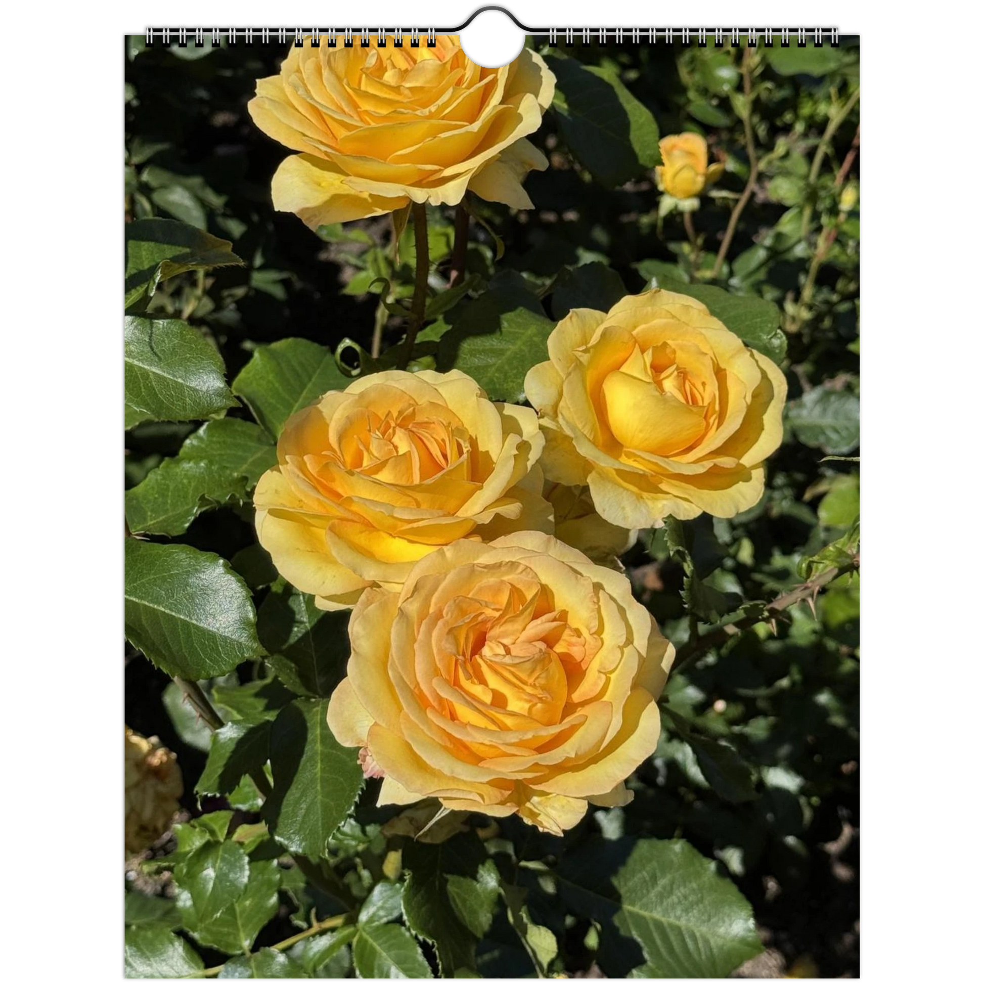 47222e68-0da7-4462-ac43-22b3be8a386b